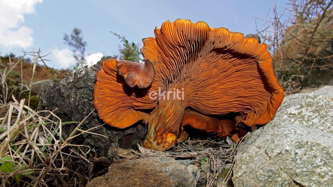 μανιταρι - omfalotus olearius