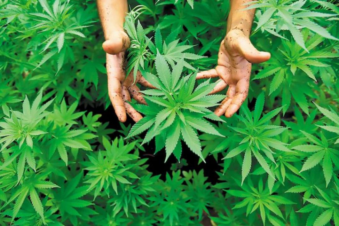 βιομηχανικη κανναβη