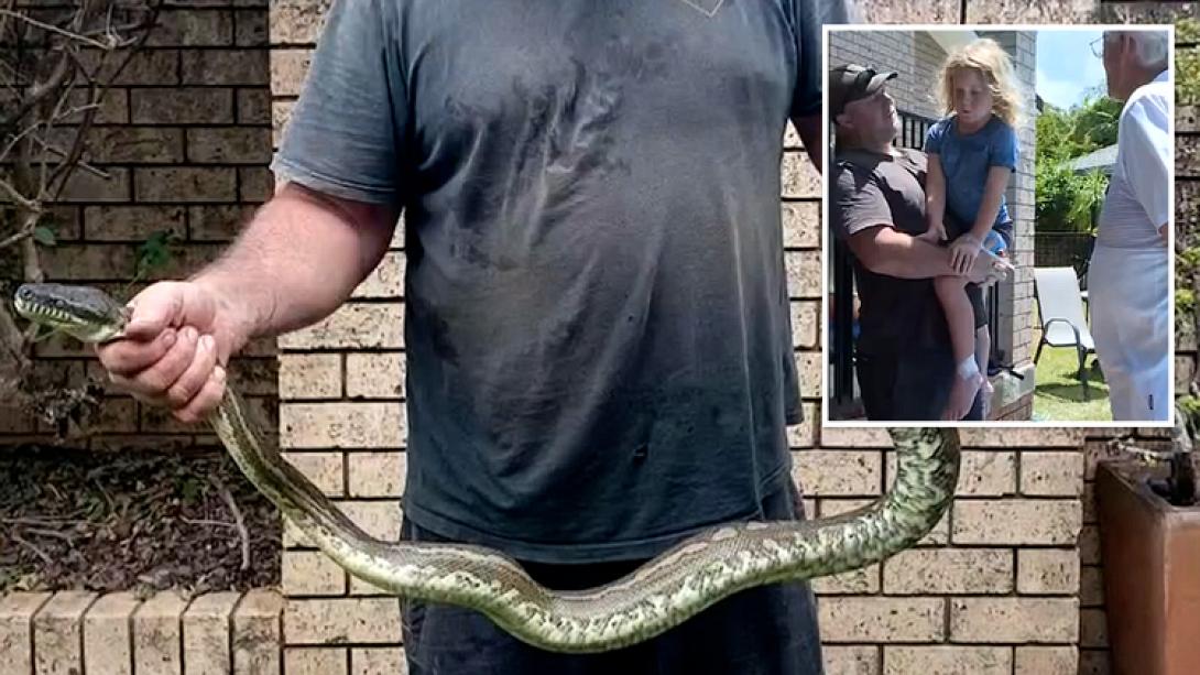 αυστραλία πύθωνας