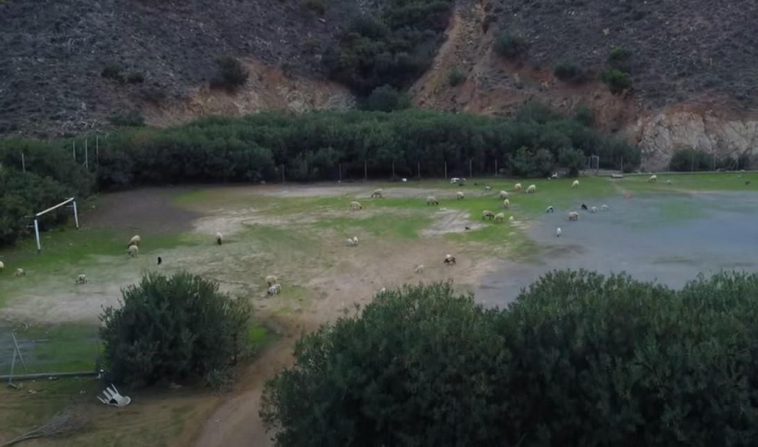πρόβατα γήπεδο