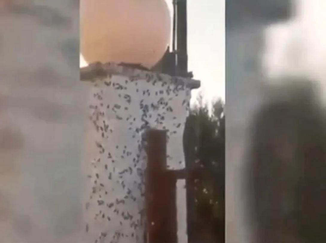 σκαθάρια σε χωριό