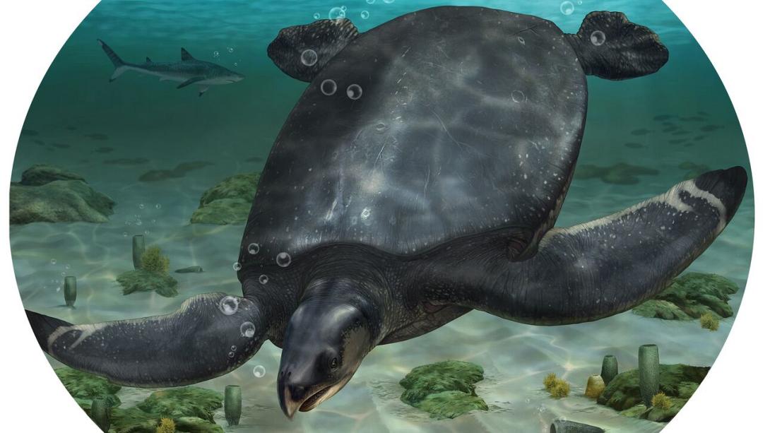 Θαλασσια χελώνα