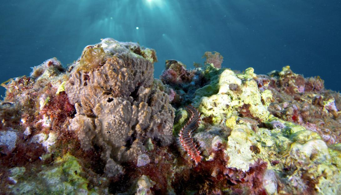 ΒΙΟΠΟΙΚΙΛΟΤΗΤΑ