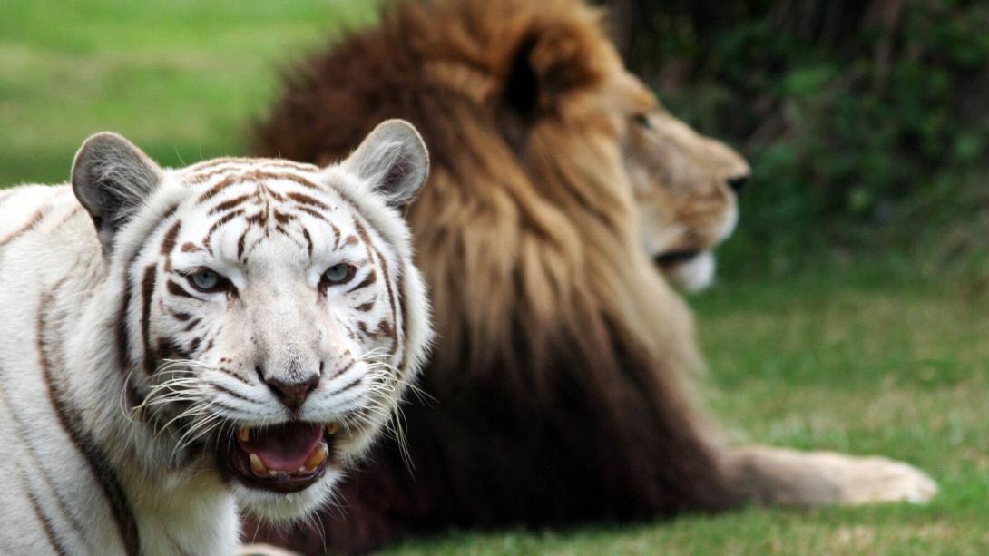 τιγρη - λιονταρι