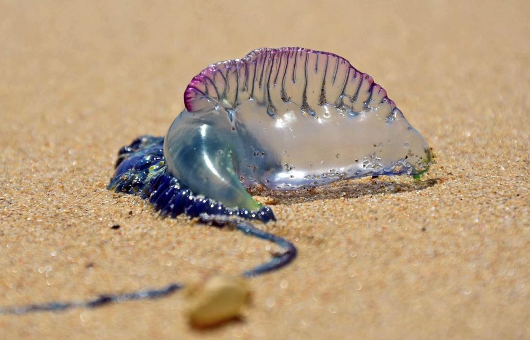 μπλε μεδουσα