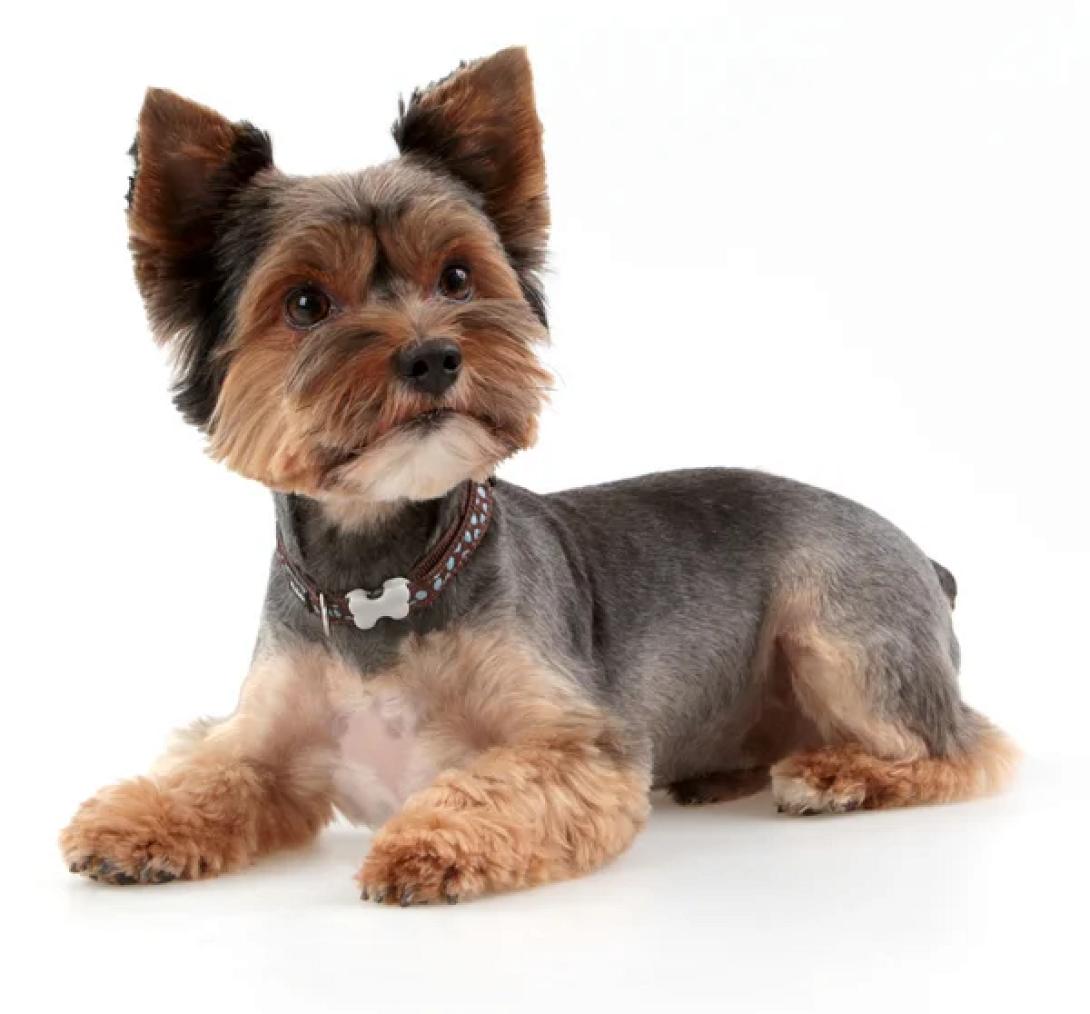 μαυρο σκυλι