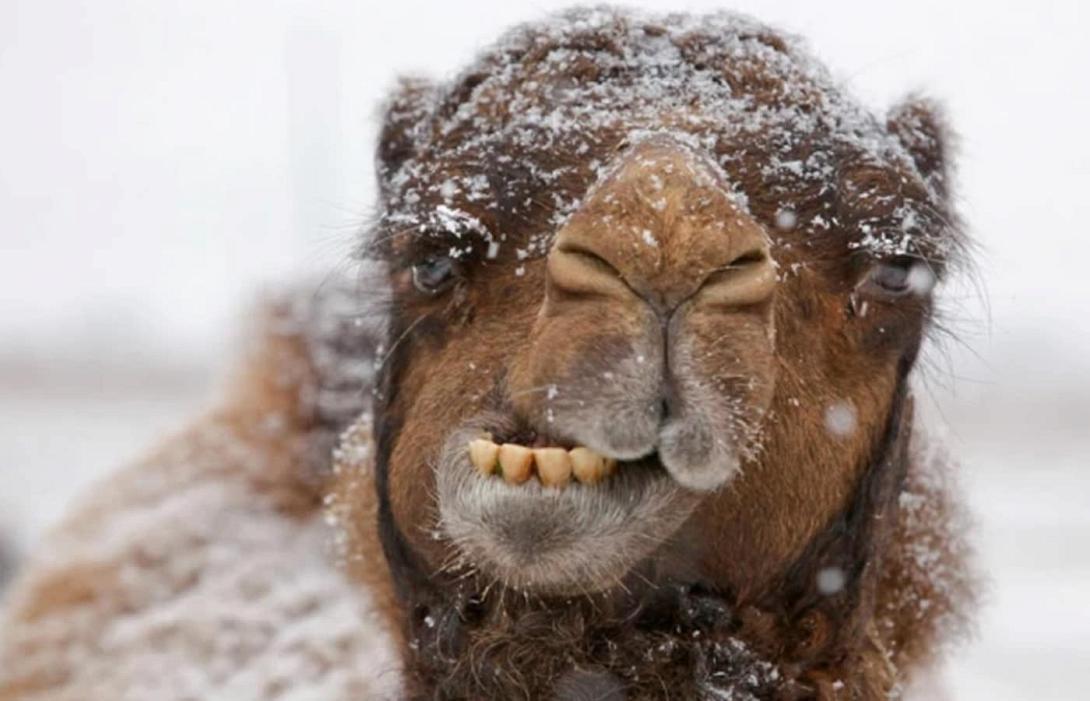 καμήλα χιόνι