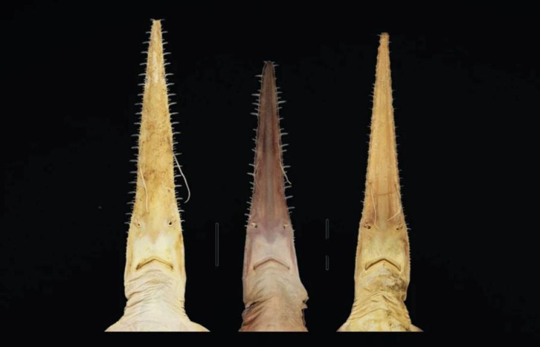 πριονοκαρχαριες