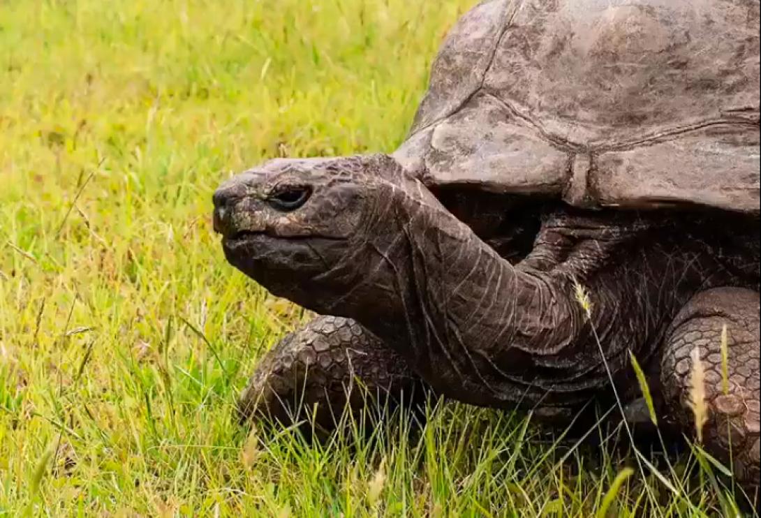 χελώνα τζόναθαν