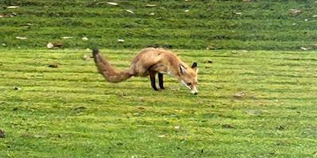 δίποδη αλεπού