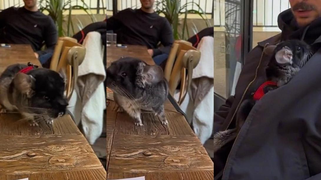 Λαρισα τρωκτικο