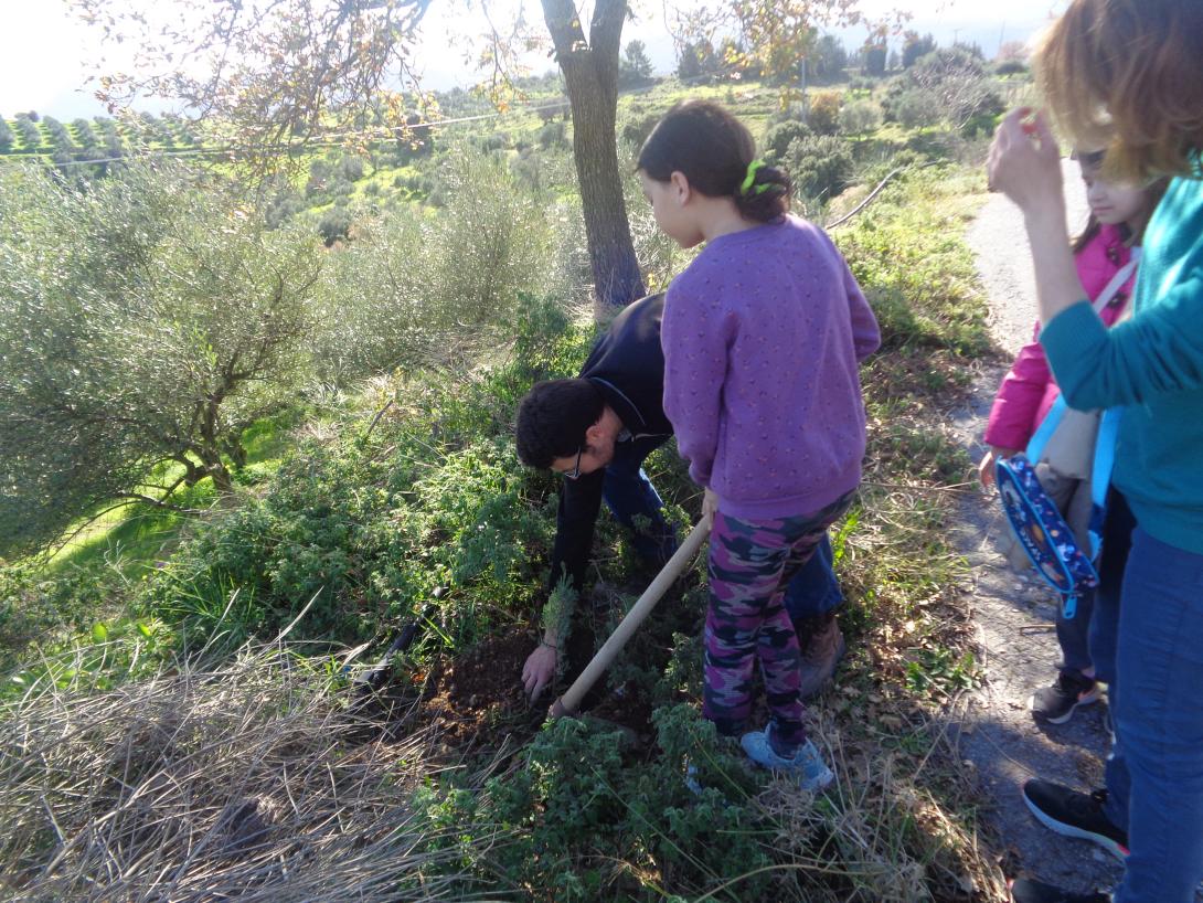 δενδροφυτευση αστυρακι