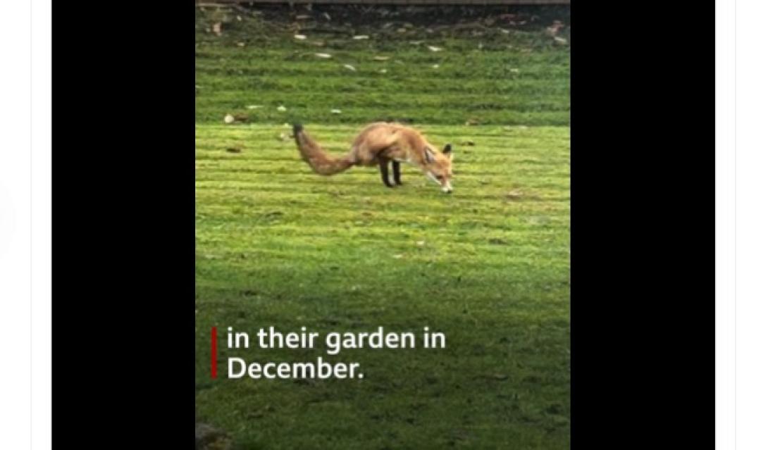 δίποδη αλεπού