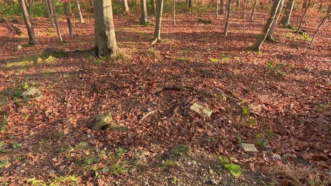 Δάσος Λιέγης