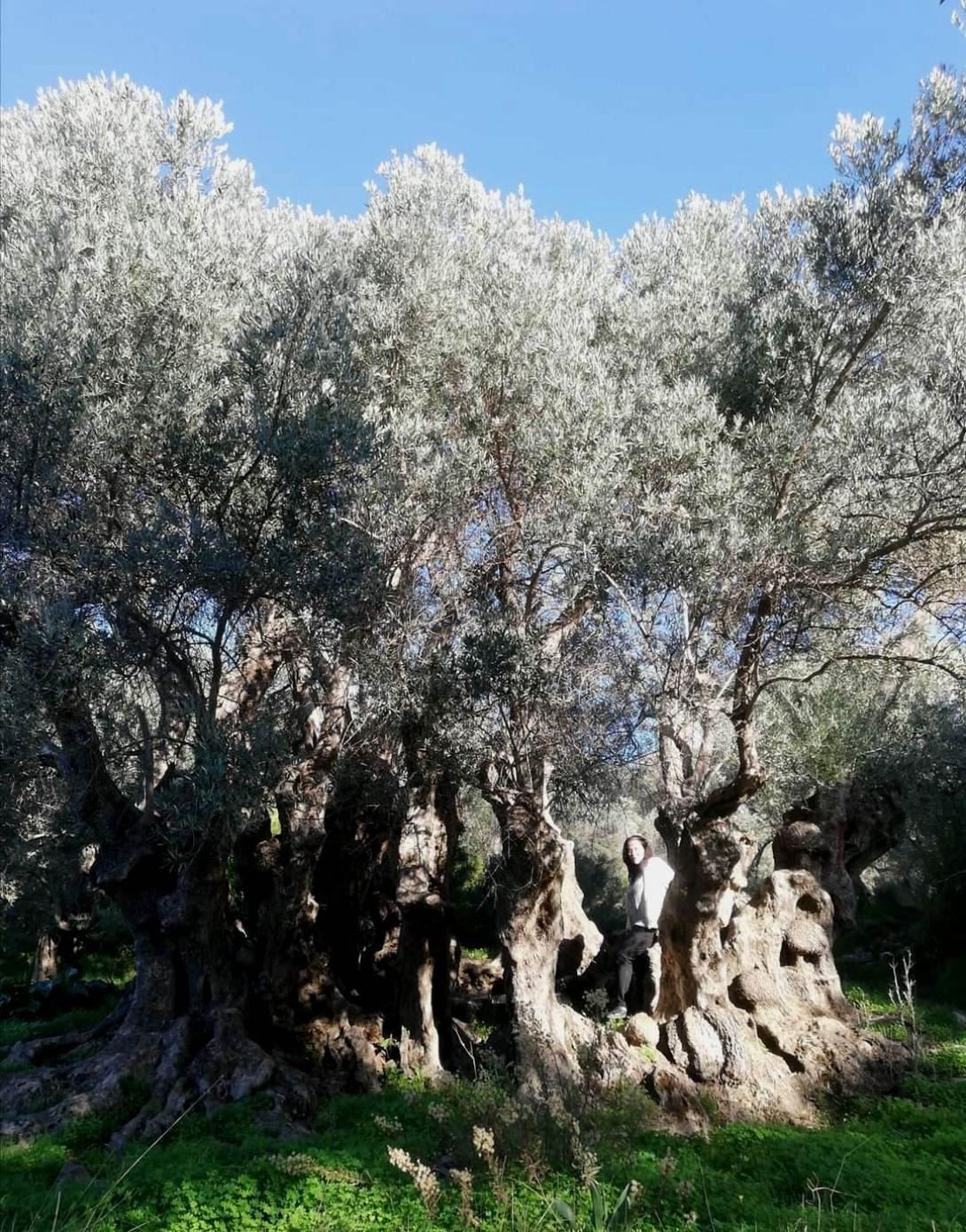 Αρχαία ελαιόδεντρα