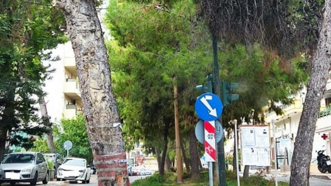 μασταμπάς δέντρα