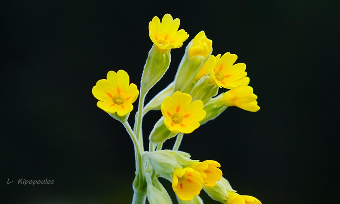 Λουλούδι του Δαρβίνου