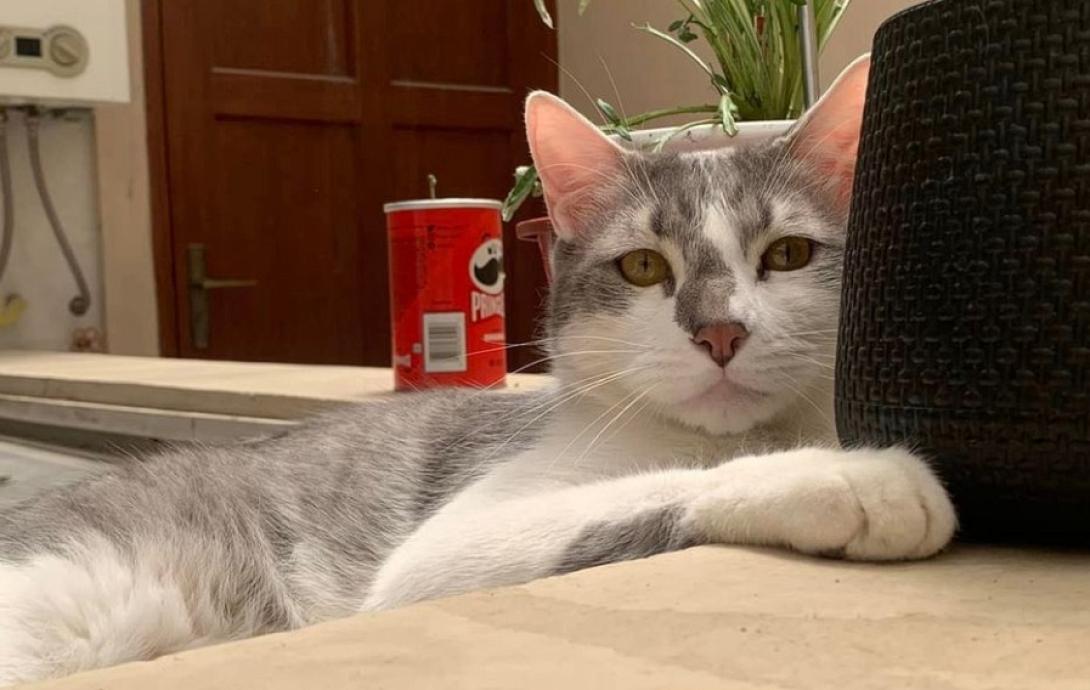 γάτα βολιβία μέντιουμ