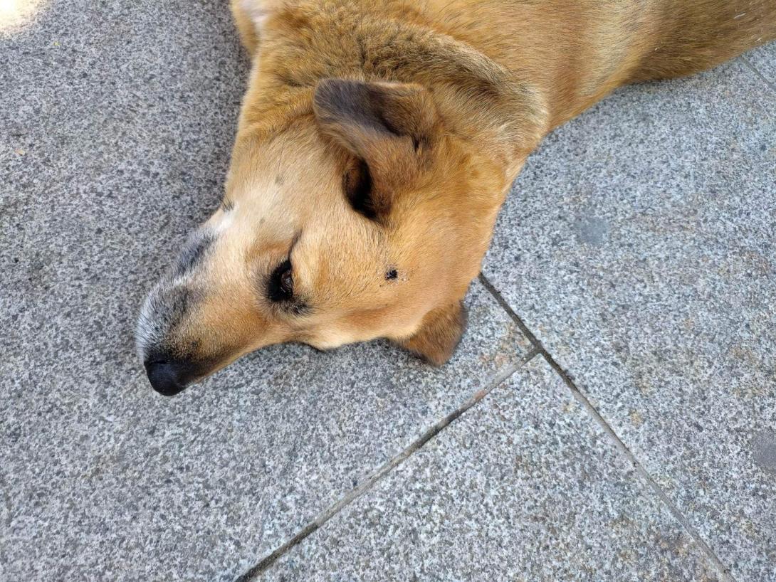 κακοποιηση ζωου Σερρες