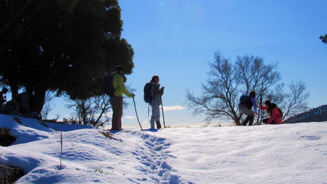 δασος κρουστα