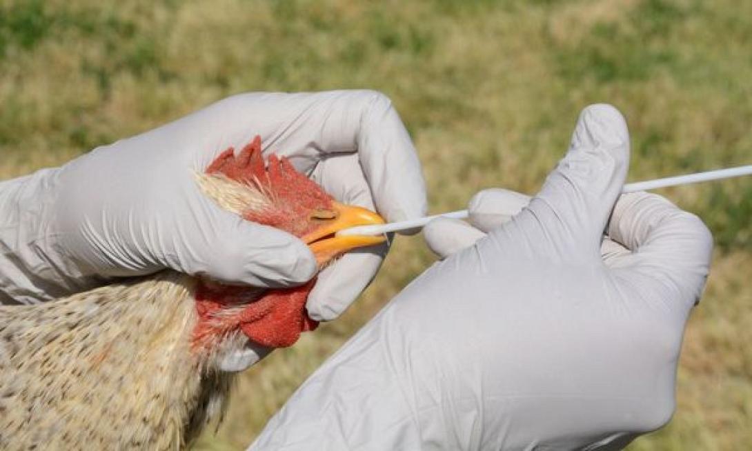 γριπη πτηνων