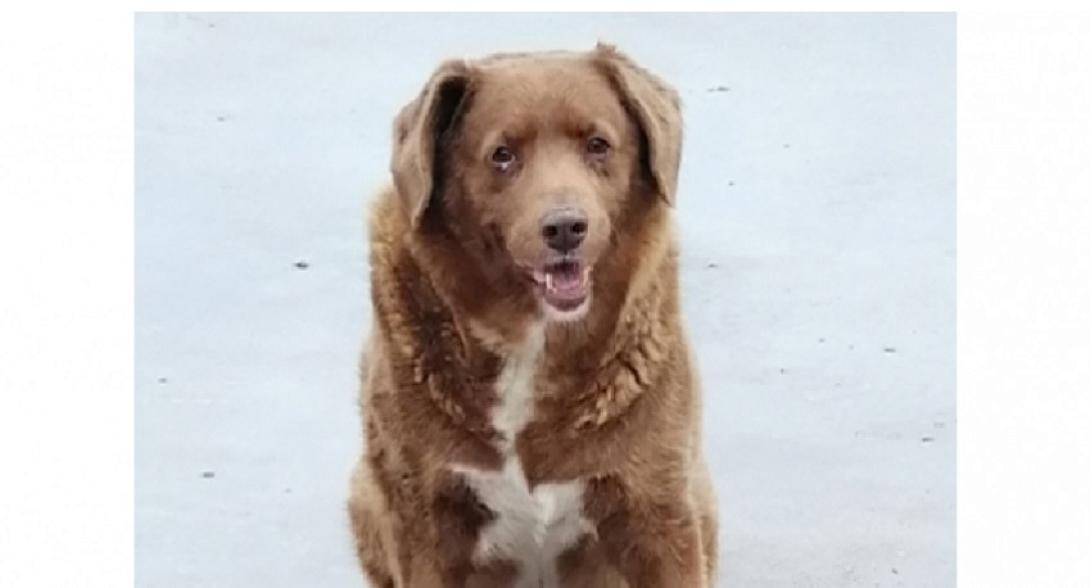 bobi σκύλος ρεκόρ γκίνες