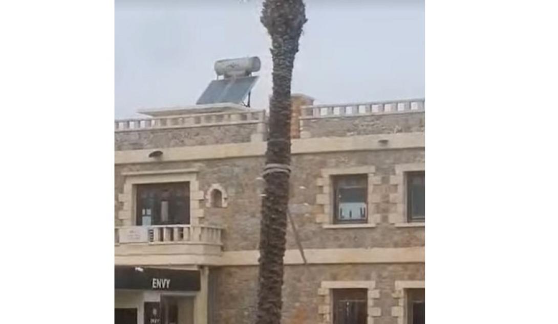 φοίνικας παραλιακή