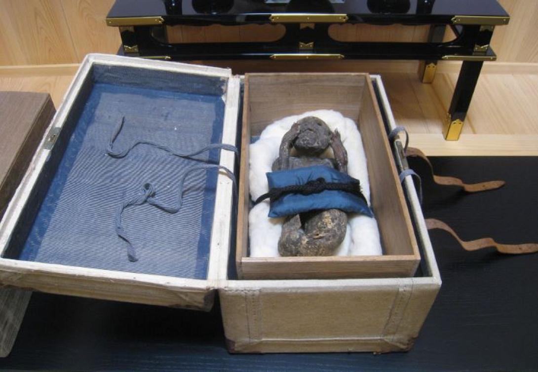 ΓΟΡΓΟΝΑ ΙΑΠΩΝΙΑς