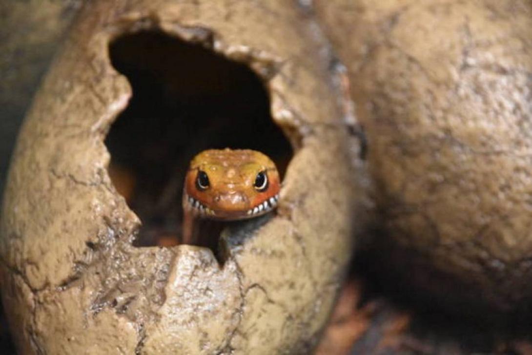 το αυγο του φιδιου
