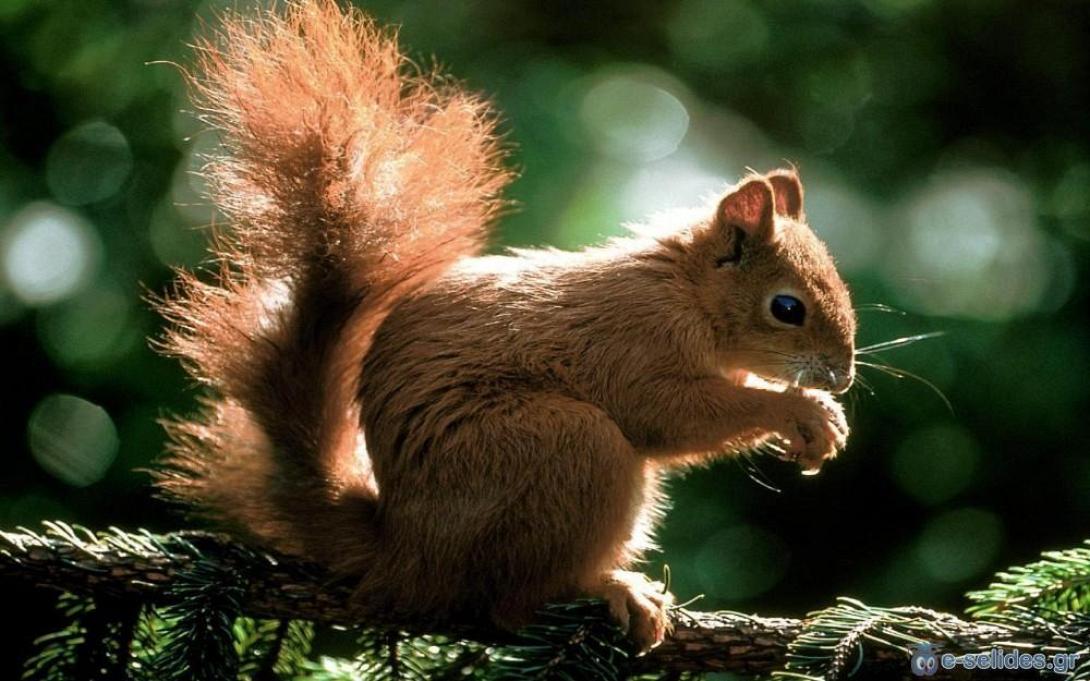 σκίουρος