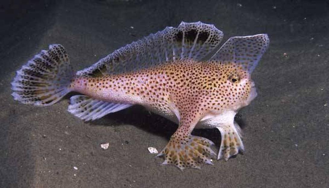 spottedhandfish Ρόζ ψάρι