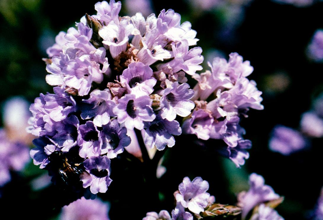 Neelakurinji 