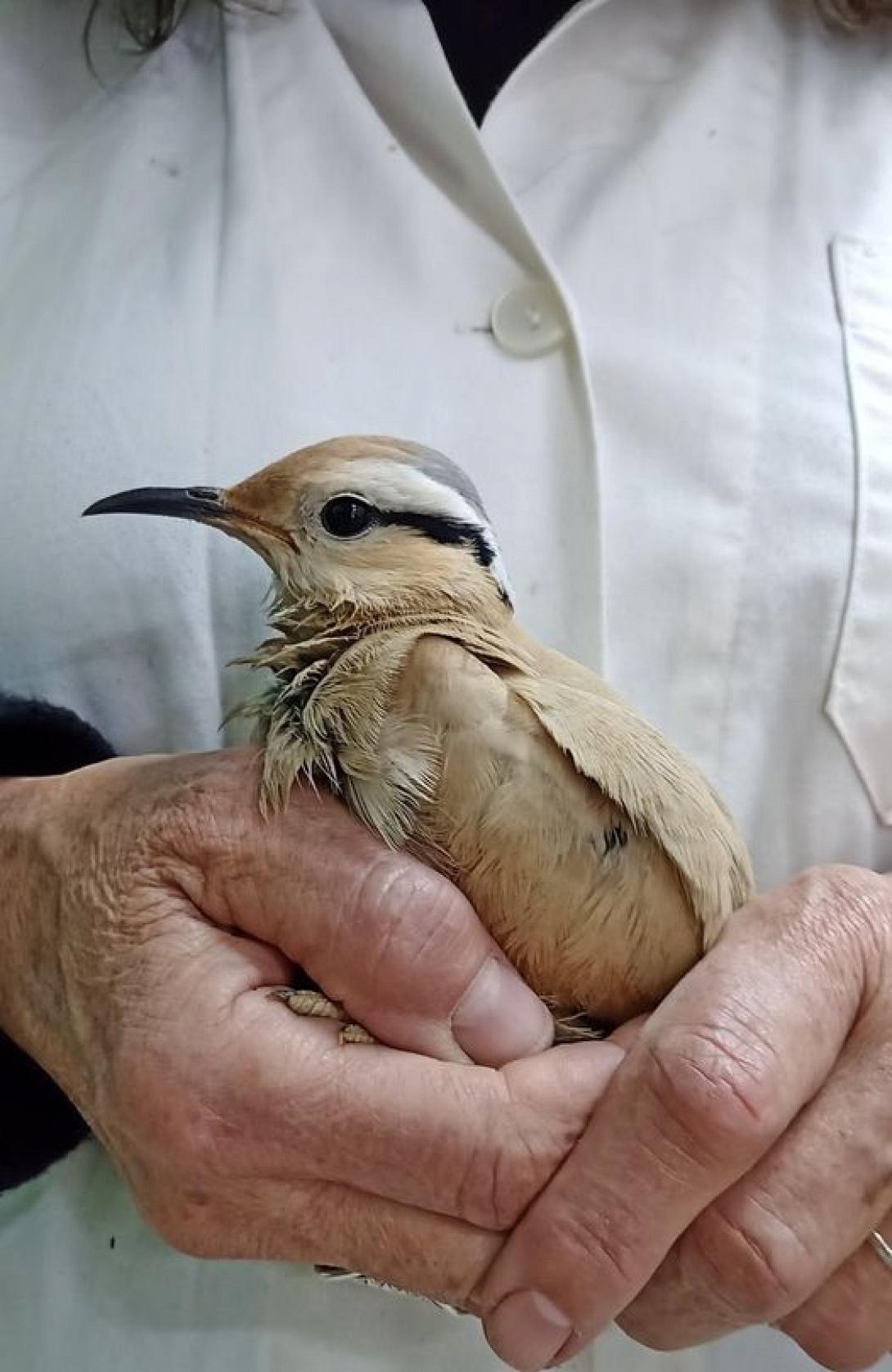 πουλί της ερήμου