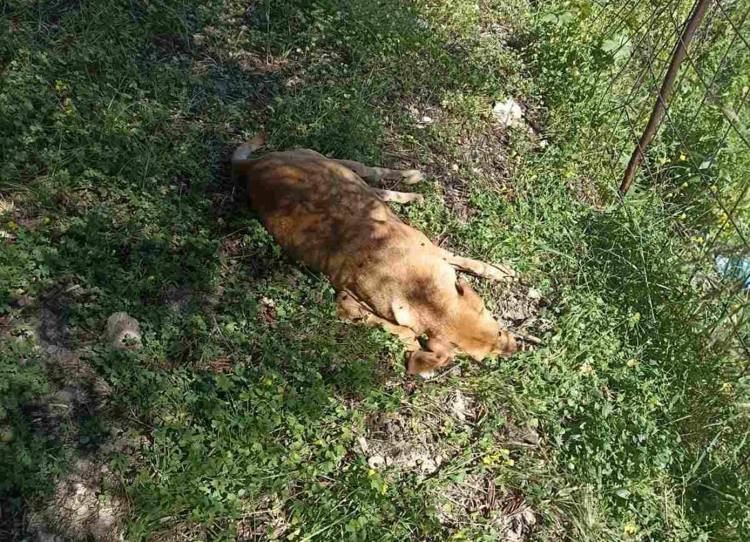 Σκυλιά φόλες