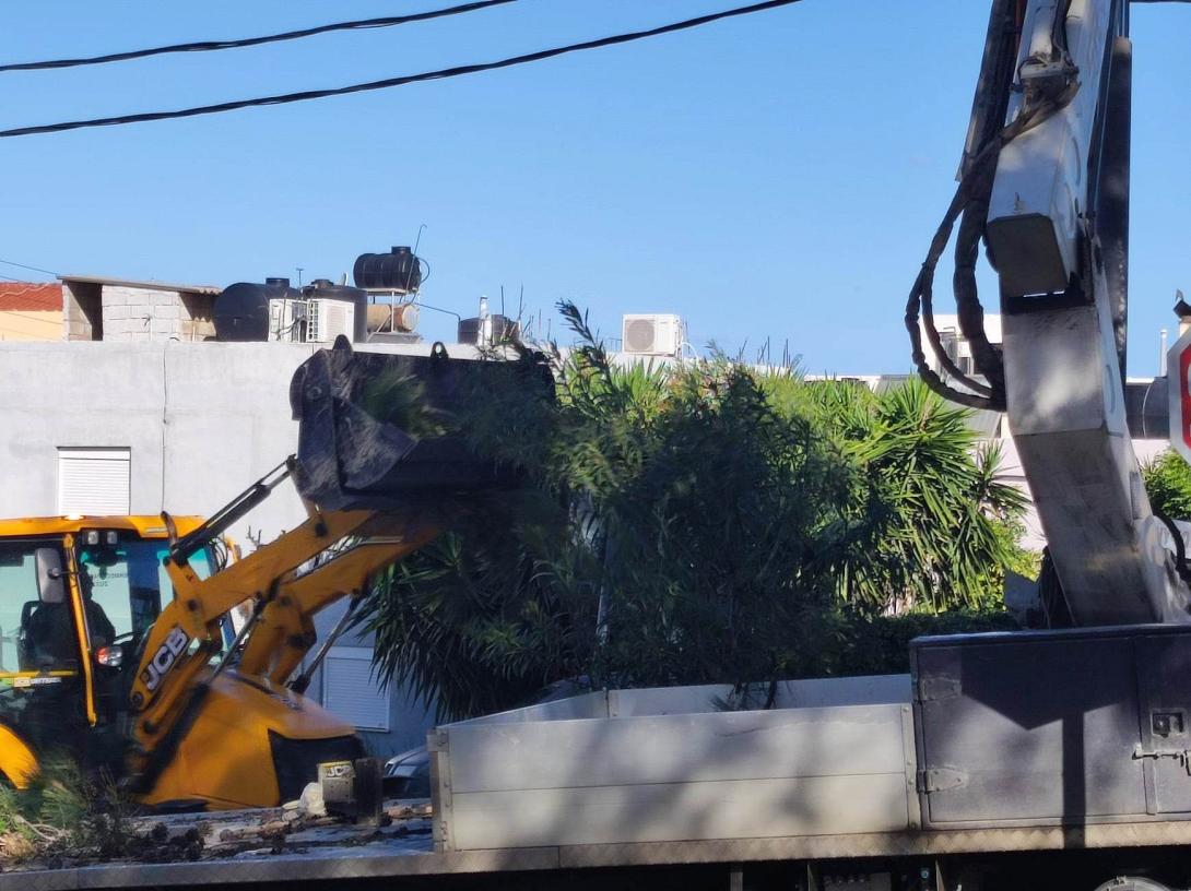 κοπη πευκων