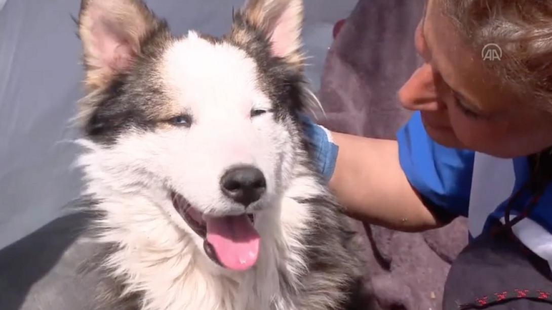 σκυλος τουρκια