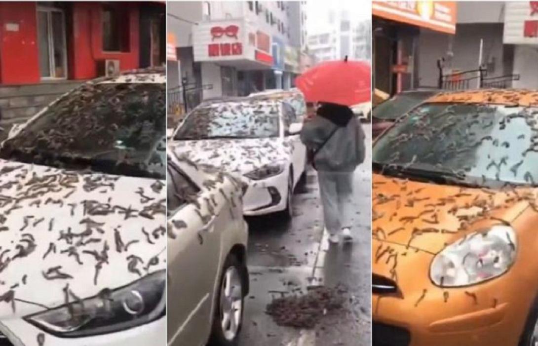 βροχή από σκουλήκια στο Πεκίνο