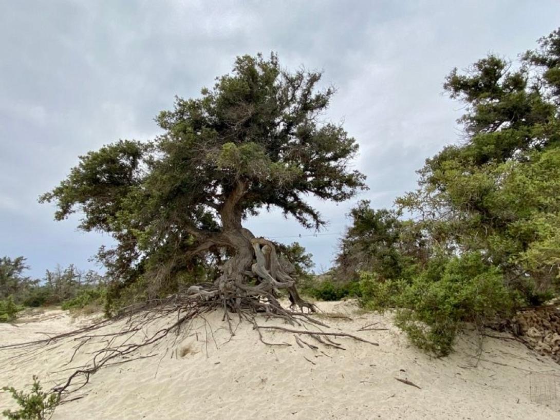 νήσος χρυσή