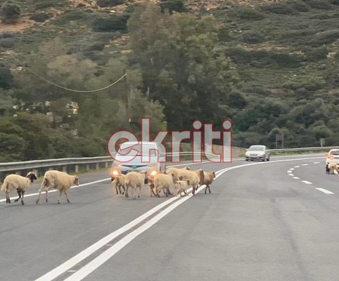 πρόβατα ΒΟΑΚ