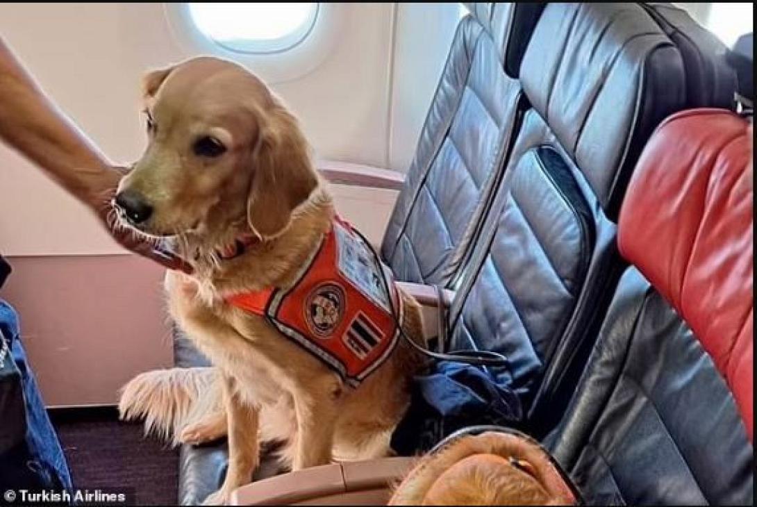 σκύλος σεισμός τουρκία