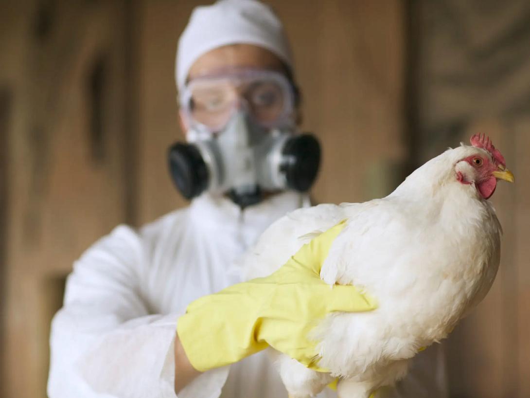  γρίπη των πτηνών