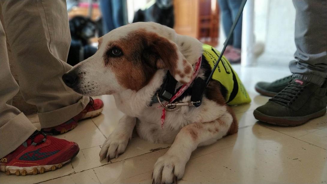 αδέσποτο δήμος ηρακλείου