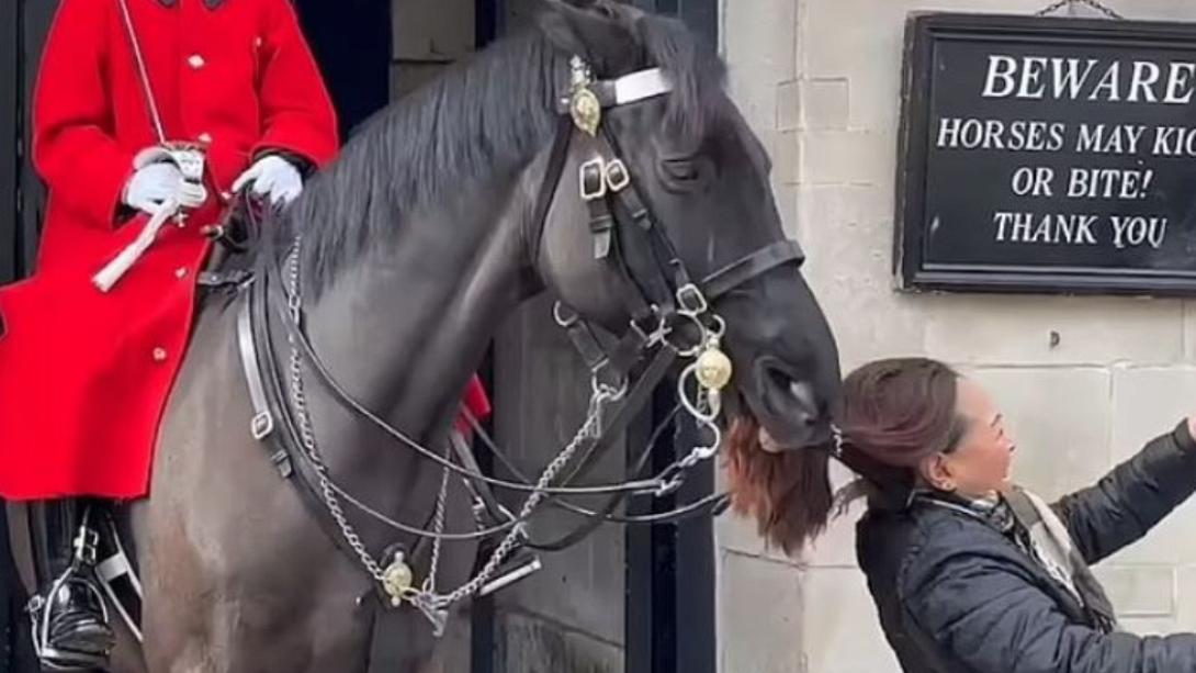 άλογο μπάκινχαμ