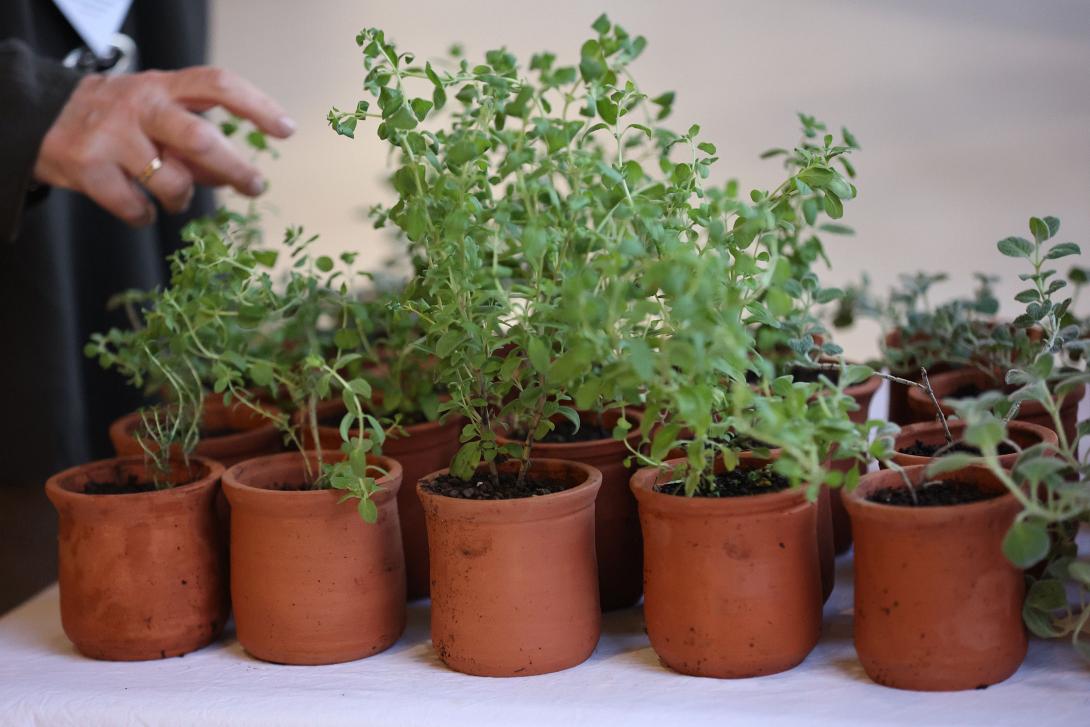 γλάστρες λότζια