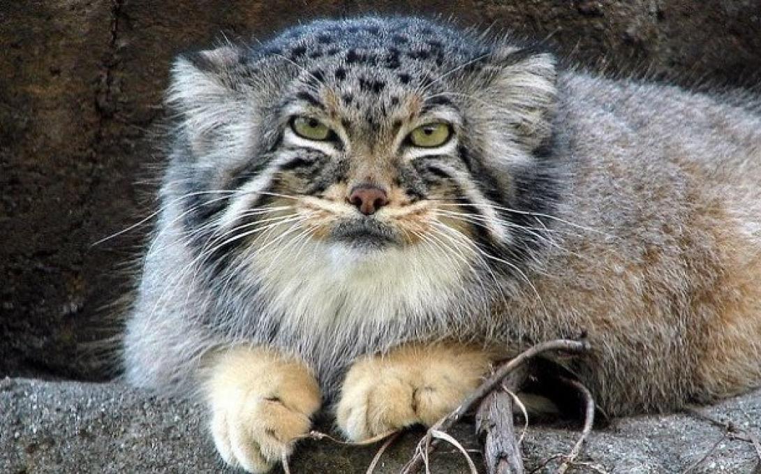 φουρόγατος