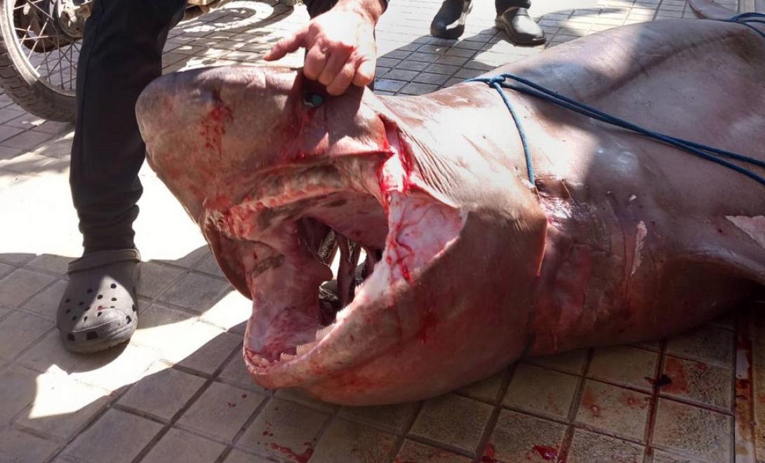 καρχαριοειδες