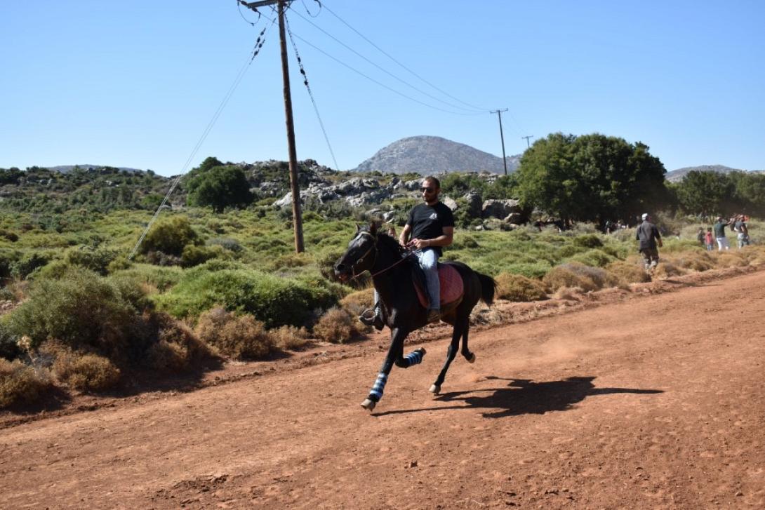 γεωργαλίδικα άλογα