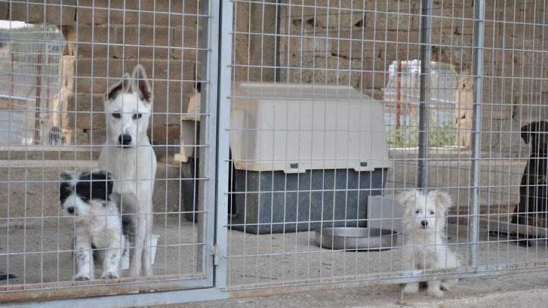 κυνοκομειο