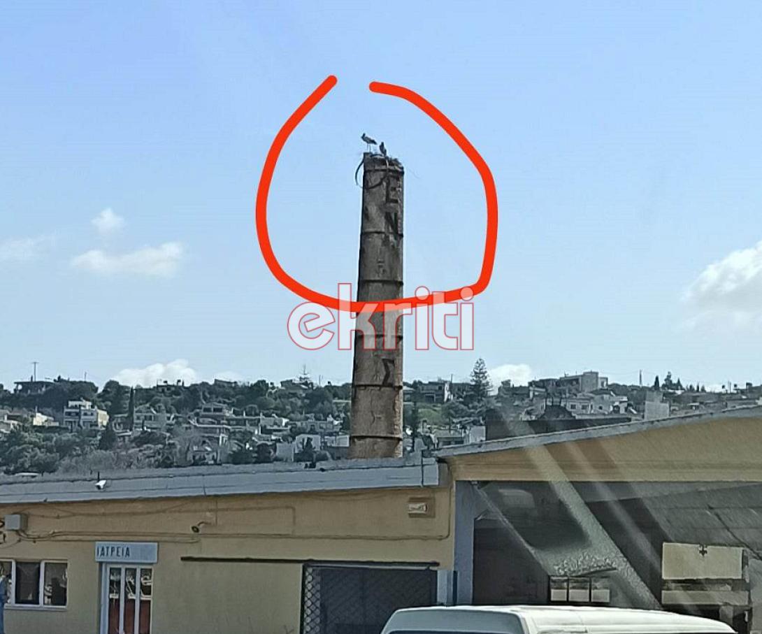 πελαργοί πεζά