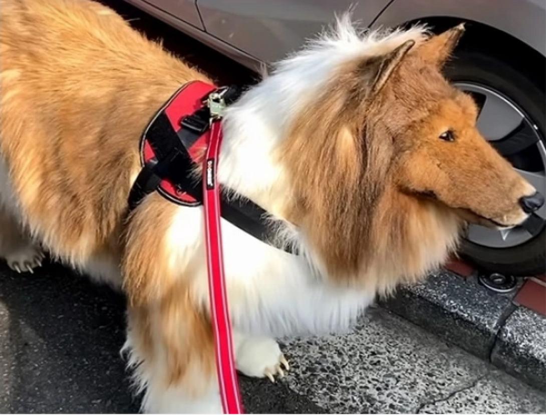 σκύλος στολή